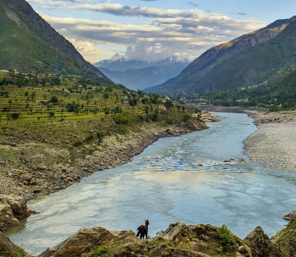 Reisanbau am Indus Reis aus Indien
