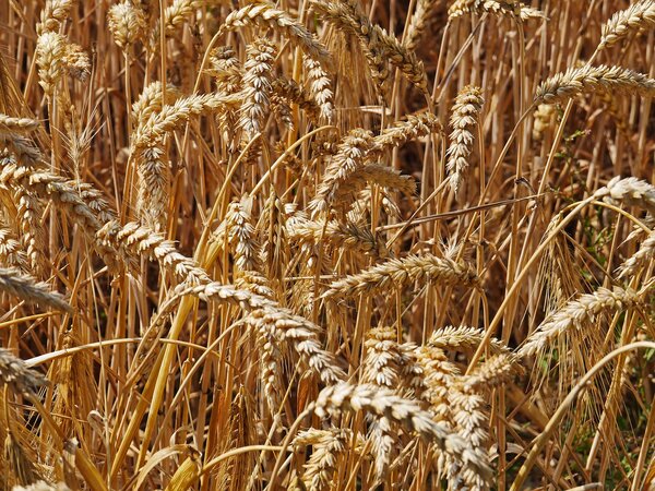 Weizen vor der Ernte