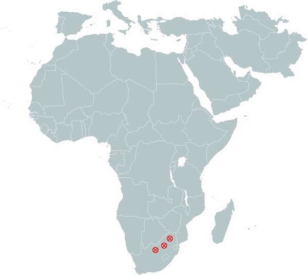 Australopithecua africanus Funde