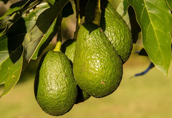 Avocado Herkunft