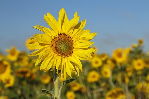 Woher kommt die Sonnenblume?