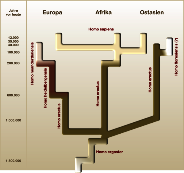 Neanderthal vs Homo sapien