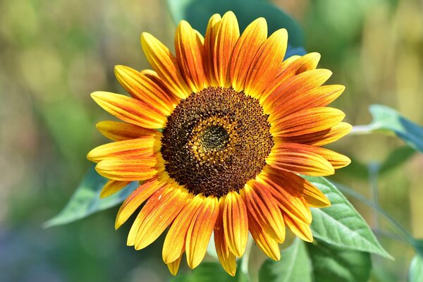 Herkunft der Sonnenblume