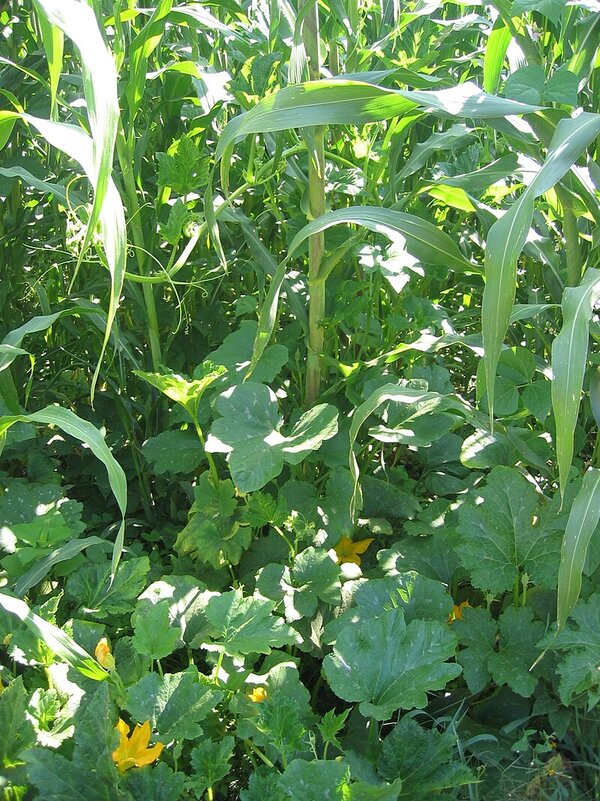 Milpa System