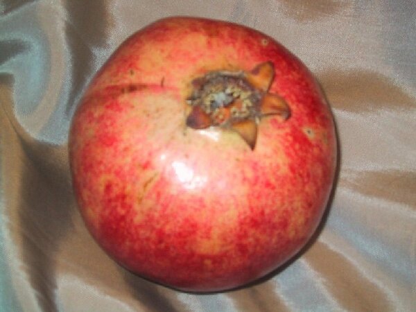Granatapfel