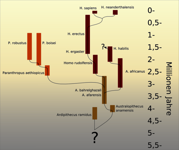 A anamensis