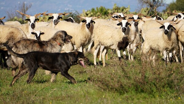 Hunde als Haustiere