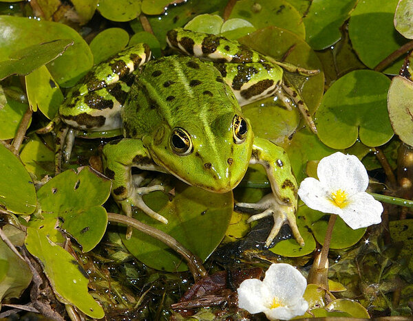 Frosch