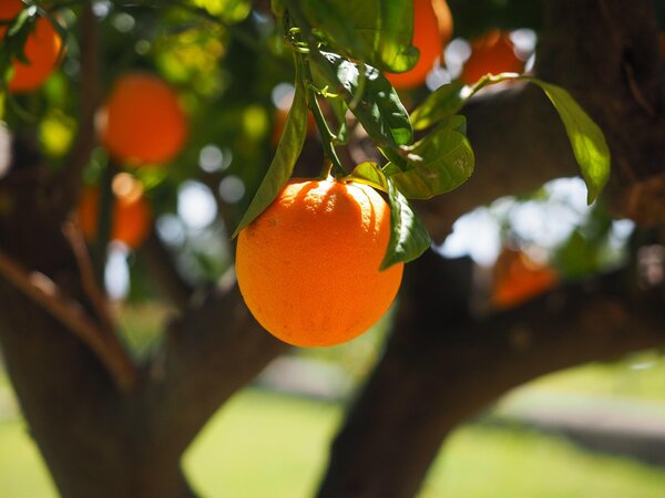 Orange Herkunft