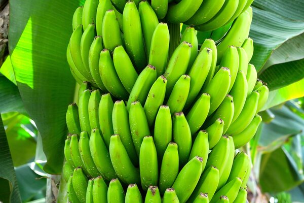Woher kommen Bananen?