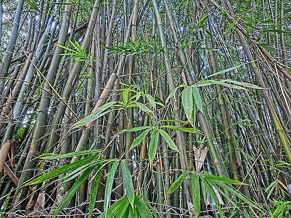 Chinesischer Bambuswald