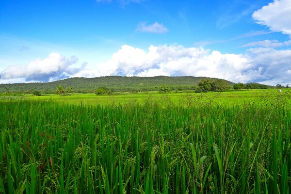 Landwirtschaft Indien Induskultur