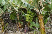 Plantage